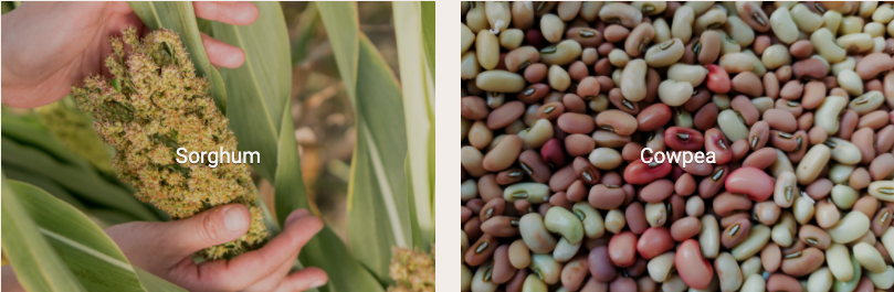 Sorghum and Cowpea