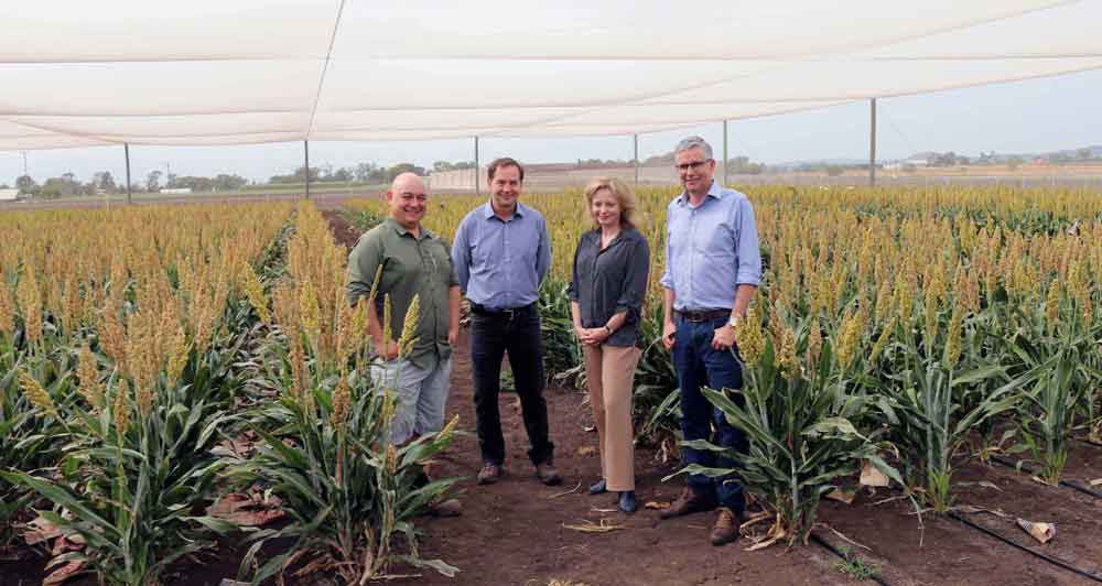  Basam Tabet, Professor David Jordan, Dr Emma Mace and Professor Ian Godwin from the Queensland Alliance for Agriculture and Food Innovation at UQ Gatton.