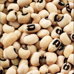 Cowpea Beans