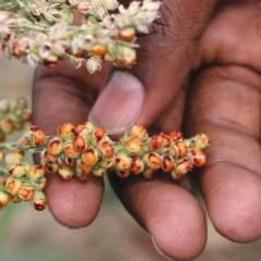 Sorghum with hand