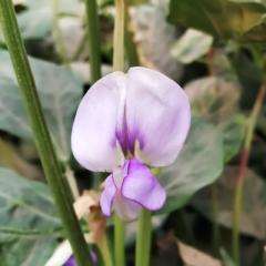 Cowpea plant Flower